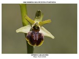 OPHRYS ARAIGNEÌE